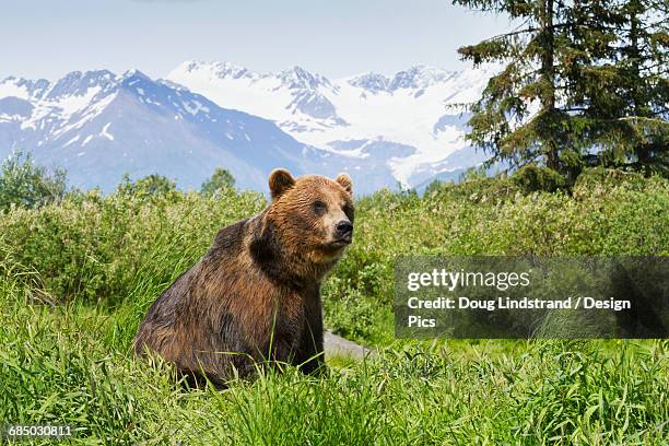 captive brown bear (ursus arctos) eating grass at the alaska wildlife conservation center - the captive film 2014 stock-fotos und bilder