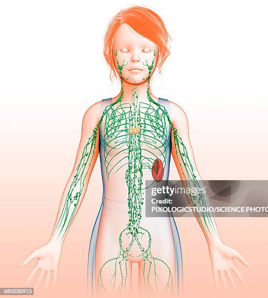 childs lymphatic system, illustration - milz stock-grafiken, -clipart, -cartoons und -symbole