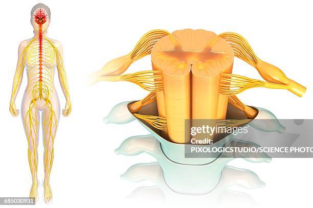 spinal cord anatomy, illustration - spinal cord cross section stock illustrations