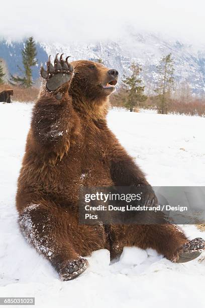 captive brown bear (ursus arctos) sitting in snow and high fiving at the alaska wildlife conservation center in winter - funny bear fotografías e imágenes de stock