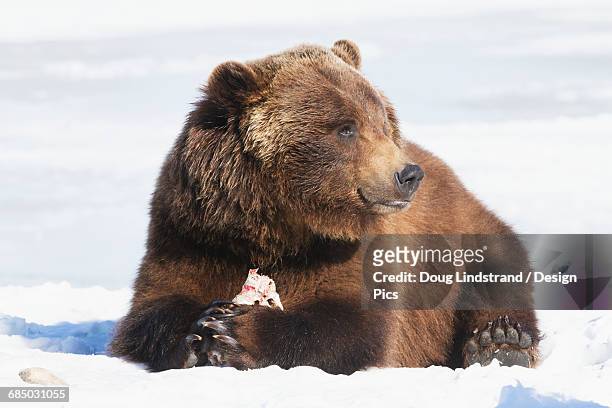 captive brown bear (ursus arctos) laying on the snow at the alaska wildlife conservation center in winter - the captive film 2014 stock-fotos und bilder