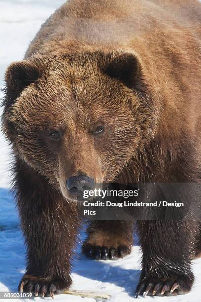 captive brown bear (ursus arctos) in snow at the alaska wildlife conservation center in winter, south-central alaska - the captive film 2014 stock-fotos und bilder