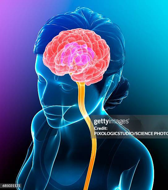 human brain, illustration - female likeness stock illustrations