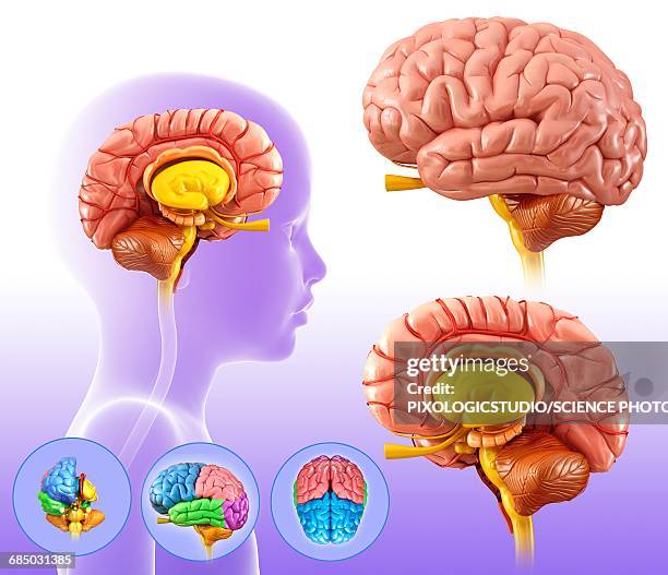 childs brain structures, illustration - limbic system stock illustrations