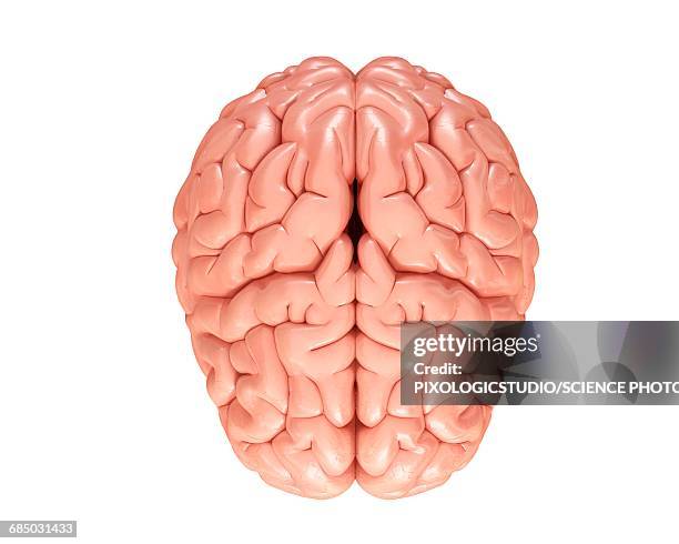 ilustraciones, imágenes clip art, dibujos animados e iconos de stock de human brain, illustration - vista elevada