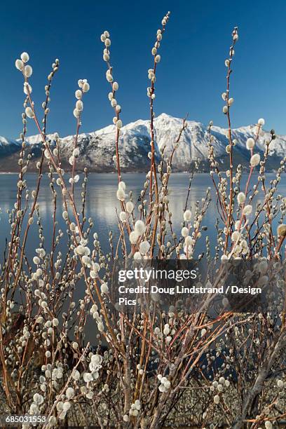 Anchorage Spring 357 Anchorage Spring Stock Photos, High-Res Pictures, and Images ...