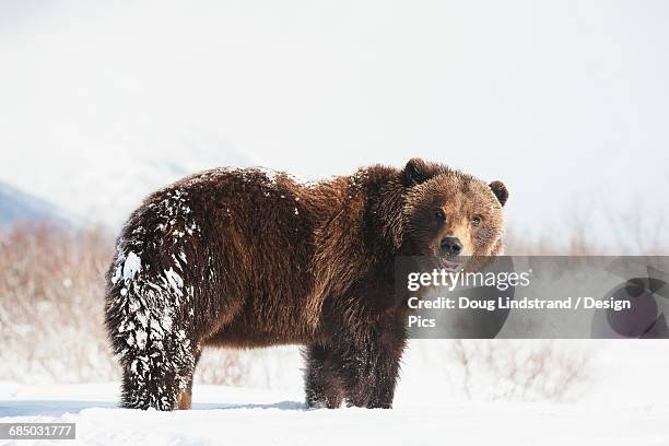 captive brown bear (ursus arctos) playing in the snow at the alaska wildlife conservation center in winter - the captive film 2014 stock-fotos und bilder