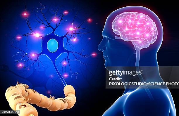 brain and nerve cell, illustration - male anatomy stock illustrations