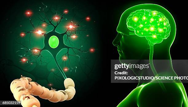 brain and nerve cell, illustration - 3d neuron stock illustrations