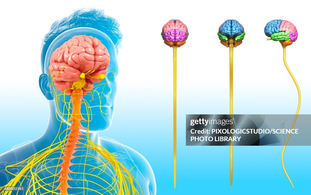 Human brain and spinal cord, illustration