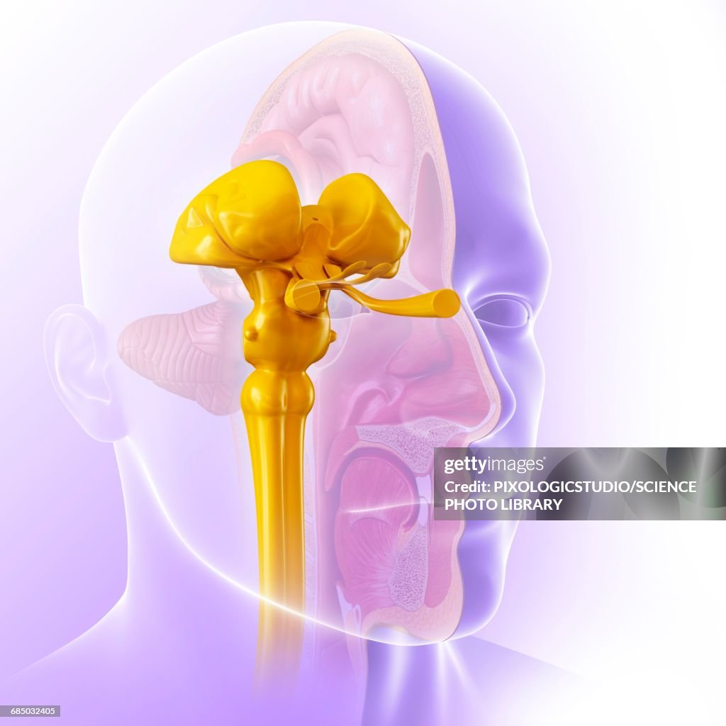 Midbrain Defect Human Midbrain Illustration Illustration - Getty Images