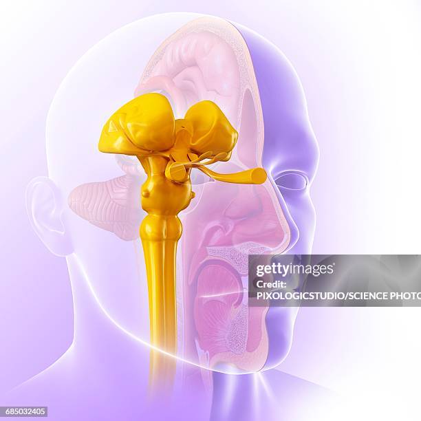 Midbrain Csf 98 Midbrain Cross Section Stock Photos, High-Res Pictures, and Images ...