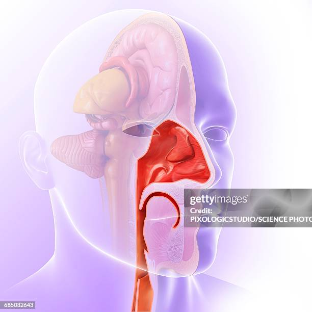 illustrazioni stock, clip art, cartoni animati e icone di tendenza di human nasal cavity, illustration - naso