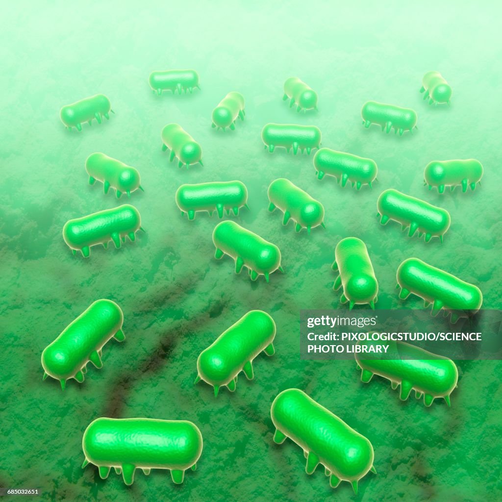 Salmonella typhimurium, illustration