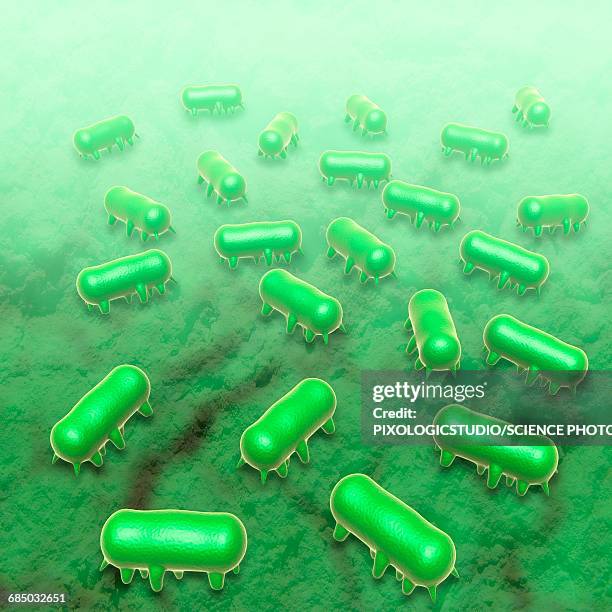 salmonella typhimurium, illustration - salmonella stock illustrations