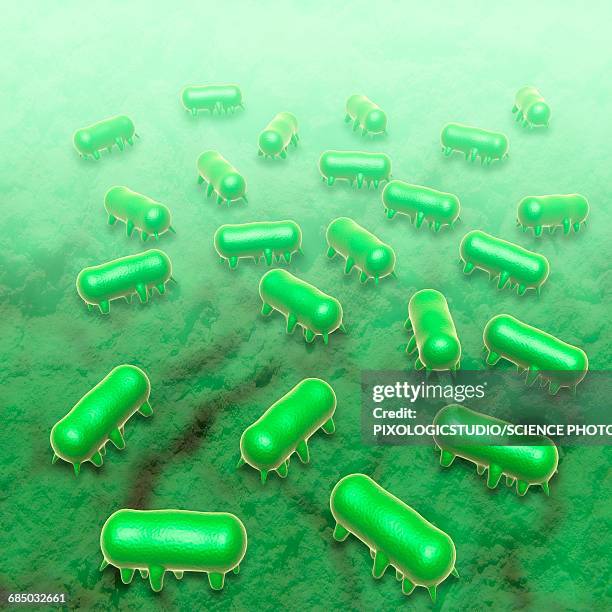 salmonella typhimurium, illustration - salmonella stock illustrations