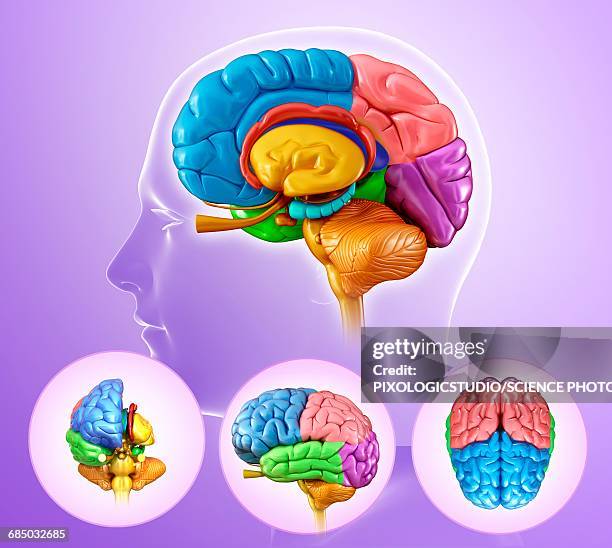 242 Regions Of The Brain Stock Photos, High-Res Pictures, and Images ...