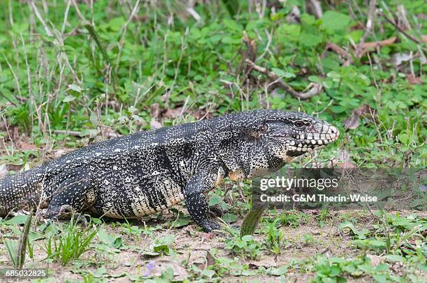 black and white tegu, tupinambis merianae), pantanal, brazil - black and white tegu stock pictures, royalty-free photos & images