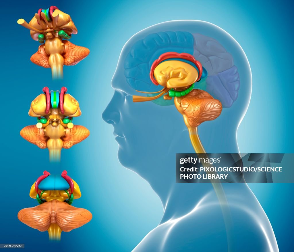 Brain Images Human Brain Anatomy Illustration High-Res Vector Graphic - Getty Images