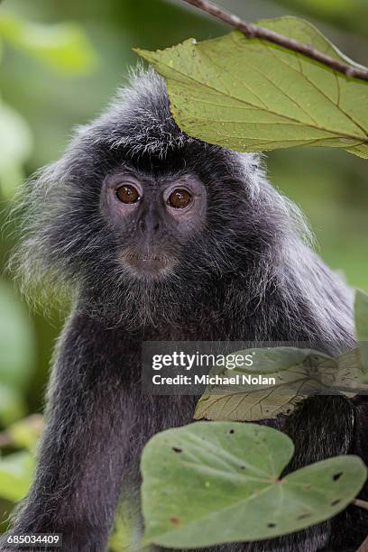 adult  silvery langur, trachypithecus cristatus, silvered leaf monkey, bako national park, borneo, malaysia - silvered leaf monkey stock-fotos und bilder