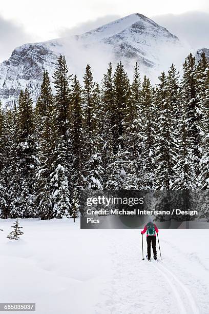 female cross country skier on groomed trail with snow covered trees - banff ski stock pictures, royalty-free photos & images