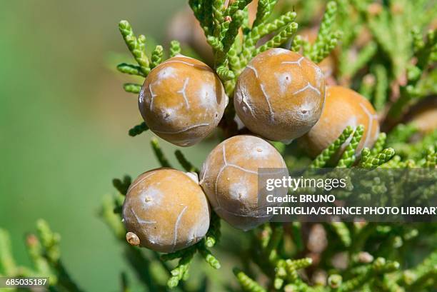juniper plant - juniperus phoenicea stock pictures, royalty-free photos & images