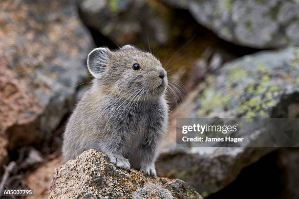 american pika (ochotona princeps), yellowstone national park, wyoming, usa - pika foto e immagini stock