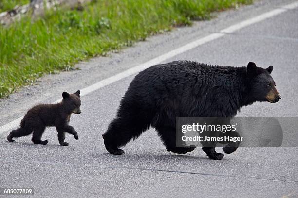 black bear (ursus americanus) sow and cub-of-the-year crossing the road, yellowstone national park, wyoming, usa - sow bear stock pictures, royalty-free photos & images