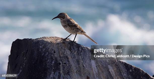 mockingbird on a rock by the sea - tropical mockingbird stock pictures, royalty-free photos & images