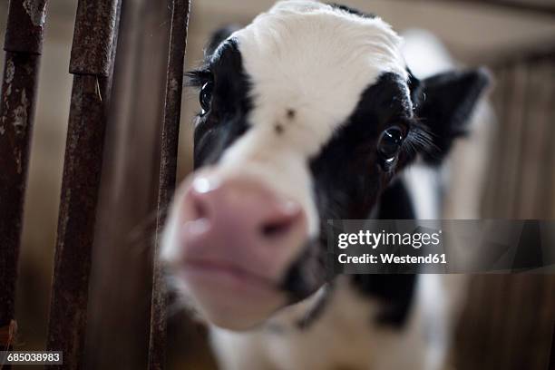 portrait of calf on farm - calf stock pictures, royalty-free photos & images