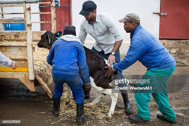 men loading a calf on trailor - vache noire et blanche photos et images de collection