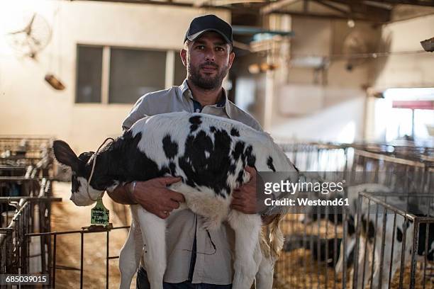 farmer in stable holding calf - dairy farmer stock pictures, royalty-free photos & images
