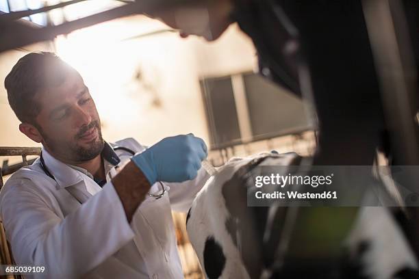 Calf Inj South African Veterinarians Photos and Premium High Res Pictures ...