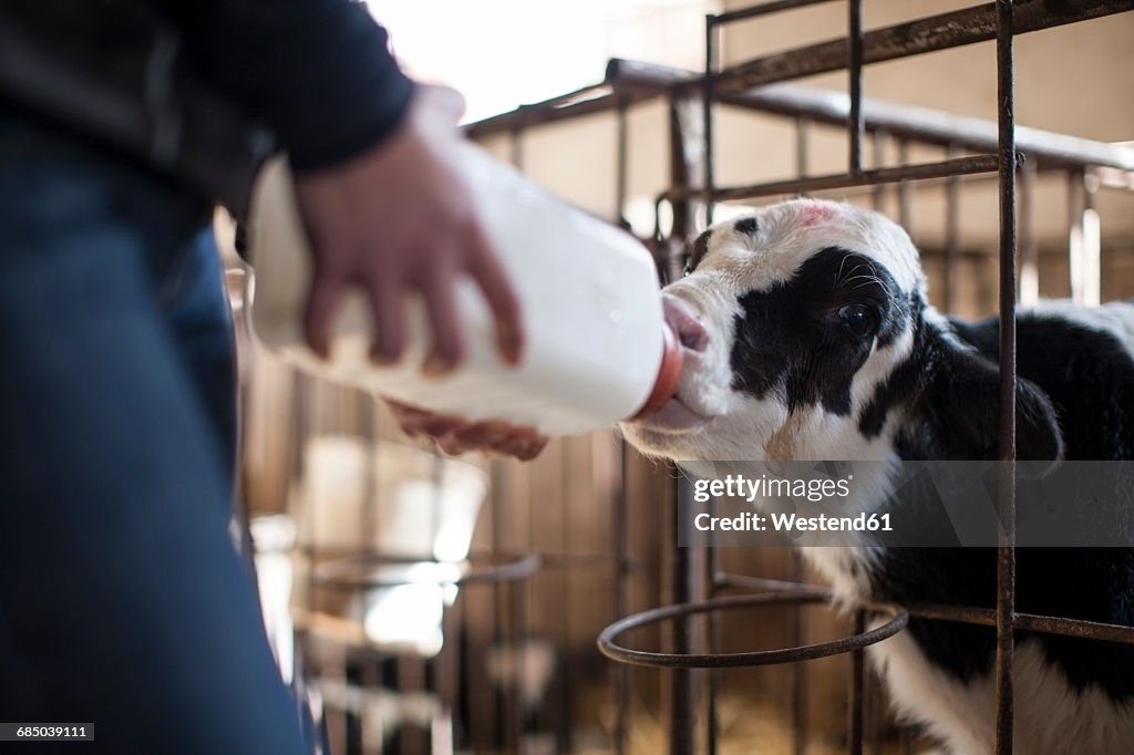 Person feeding calf milk on farm