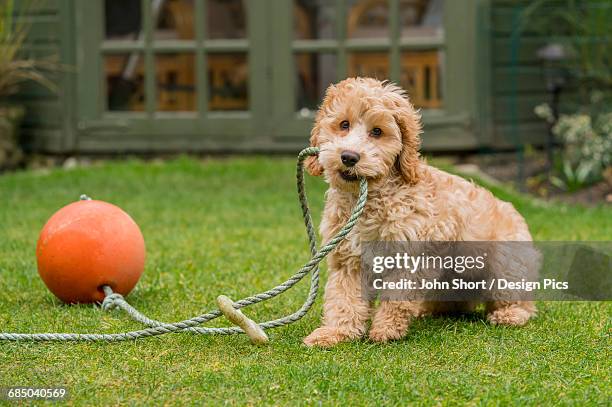 a cockapoo playing with a rope and ball on the grass in a backyard - cockapoo stock pictures, royalty-free photos & images