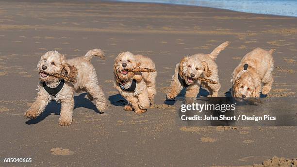 composite image of a cockapoo running on the beach, with 5 images in a row - quattro animali foto e immagini stock