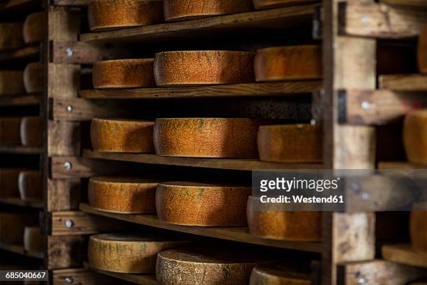 cheese loafs maturing on shelves in cheese factory - wiel kaas stockfoto's en -beelden