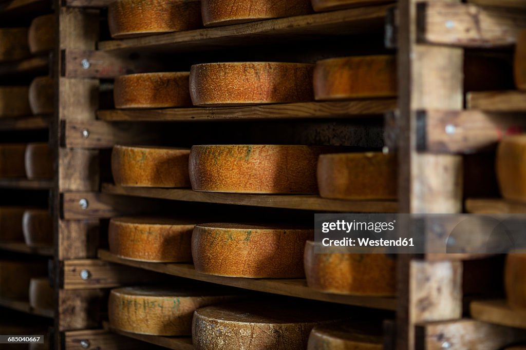 Cheese loafs maturing on shelves in cheese factory