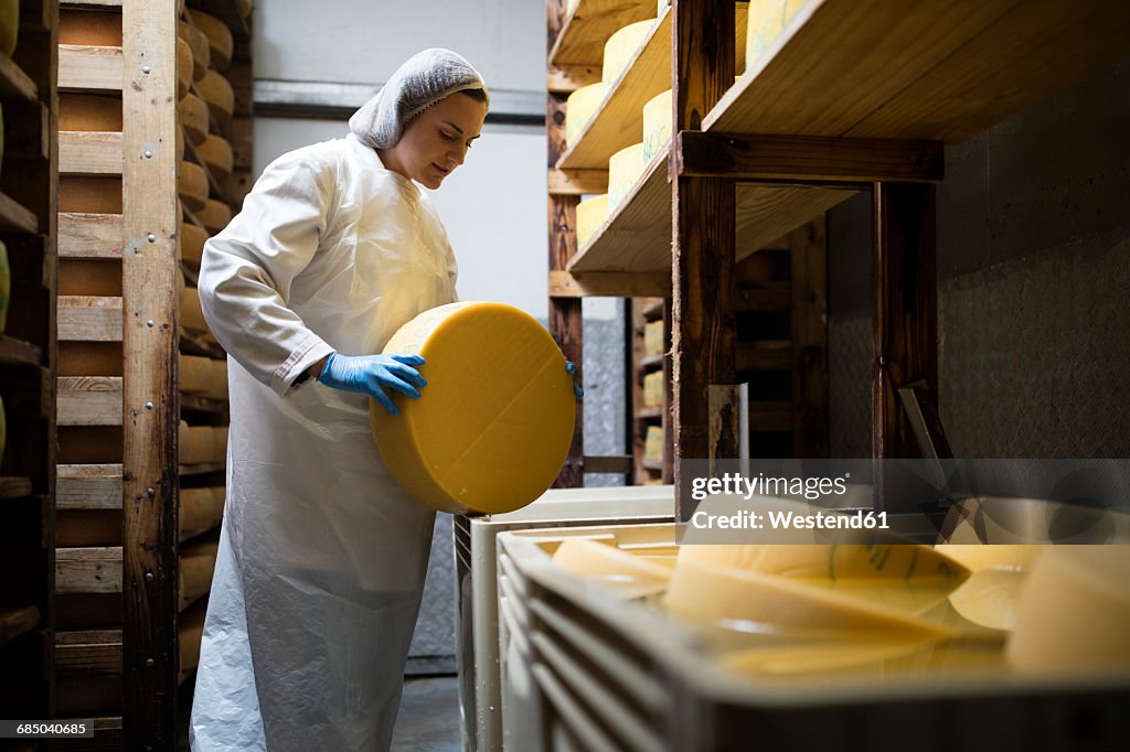 Cheese factory worker controlling maturation of cheese