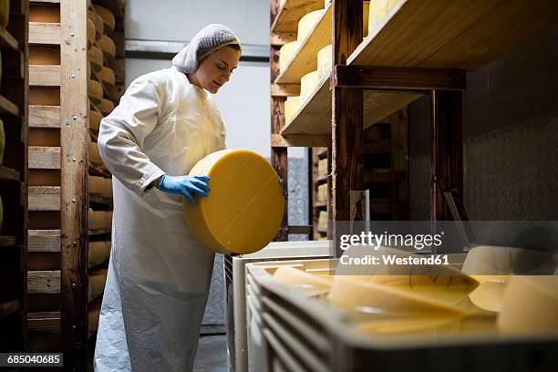 cheese factory worker controlling maturation of cheese - producción-de-queso fotografías e imágenes de stock