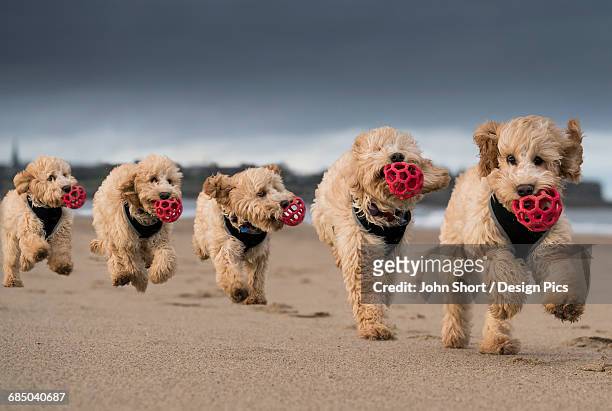 composite of a cockapoo running on the beach with a red ball in its mouth, with 5 images in a row - grupo mediano de animales fotografías e imágenes de stock