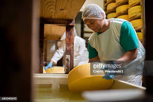 cheese factory worker putting cheese into salt bath - making cheese stock pictures, royalty-free photos & images