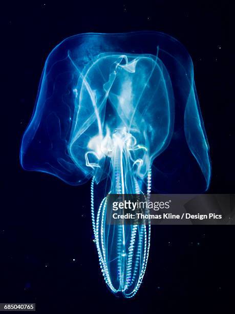 bolinopsid comb jelly (ctenophore) that was photographed several miles offshore of a hawaiian island during a blackwater scuba dive - comb jelly stock pictures, royalty-free photos & images