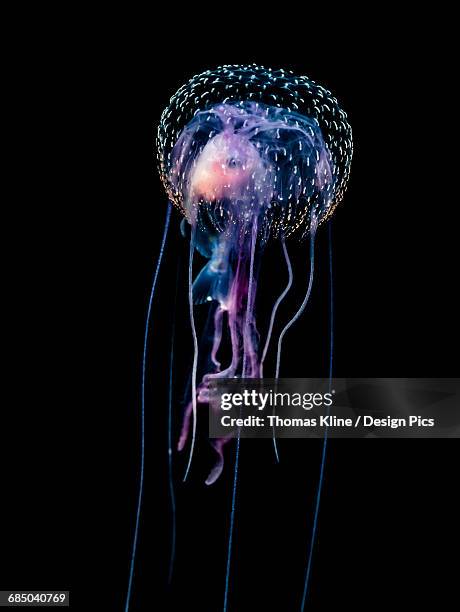 jellyfish (pelagia noctiluca) with fish prey photographed during a blackwater scuba dive several miles offshore of a hawaiian island at night - purple jellyfish stock pictures, royalty-free photos & images