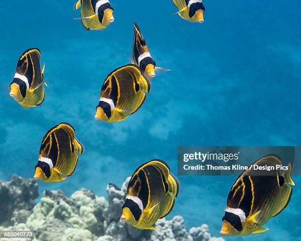 racoon butterflyfish (chaetodon lunula) schooling off the kona coast, turtle haven, island of hawaii, hawaii, united states of america - raccoon butterflyfish stock pictures, royalty-free photos & images