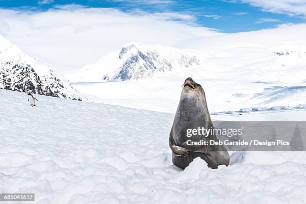 elephant seal (mirounga leonina) laughing, neko harbour - elephant seal stock pictures, royalty-free photos & images