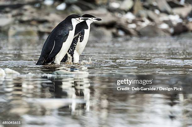 chinstrap penguins (pygoscelis antarctica) - elephant island south shetland islands stockfoto's en -beelden