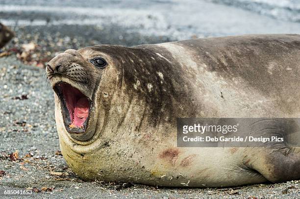 southern elephant seal (mirounga leonina) with mouth wide open - elephant island south shetland islands stockfoto's en -beelden