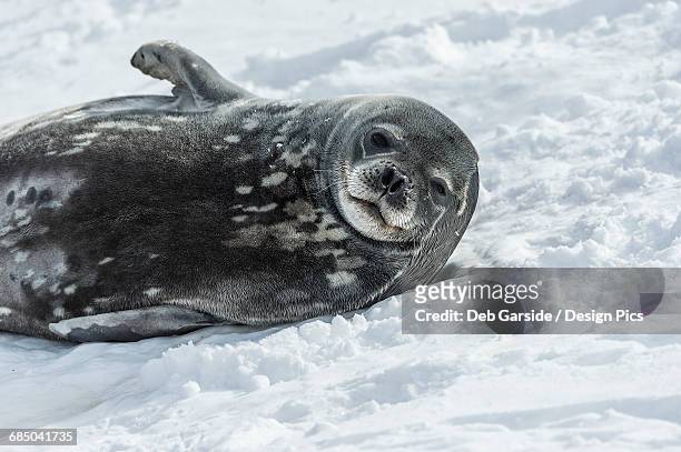 weddell seal (leptonychotes weddellii) in the snow - elephant island south shetland islands stockfoto's en -beelden
