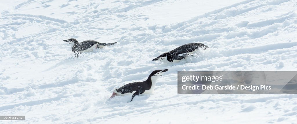 Chinstrap penguins (Pygoscelis antarctica) playing in the snow